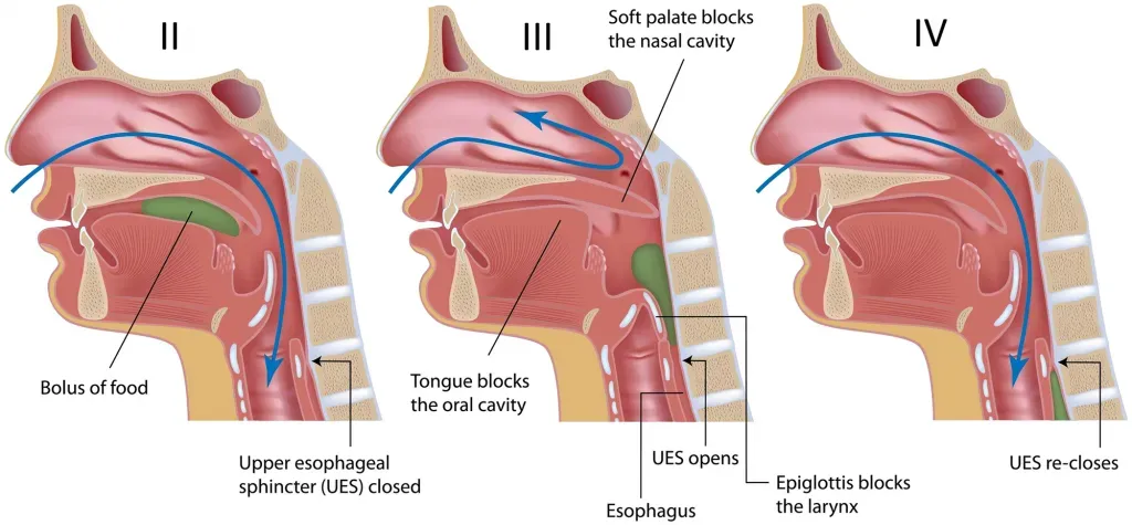 Process of swallowing